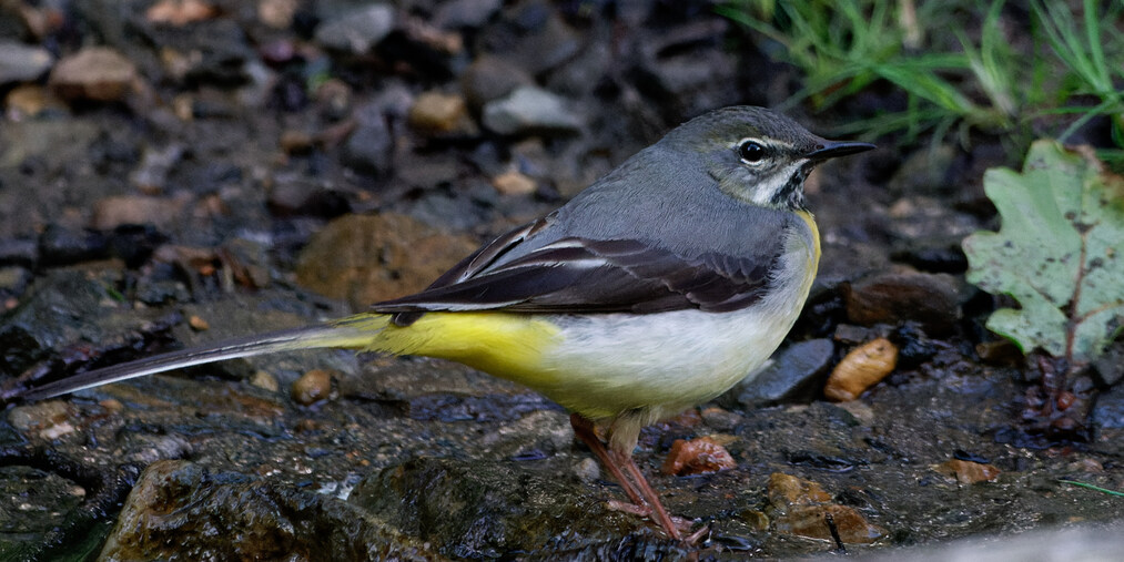 Photo of Grey Wagtail